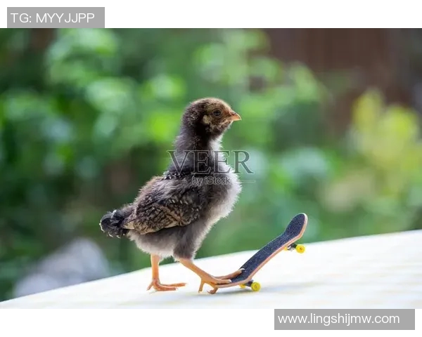 小鸡足球明星名字大全让你了解可爱小鸡的足球世界与精彩故事